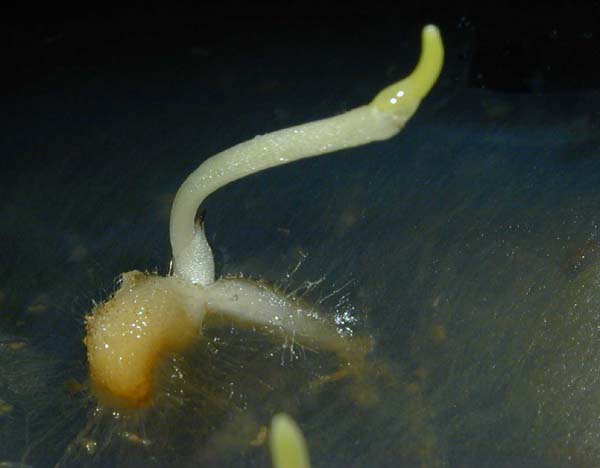 germinating orchid seed