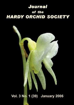 Ghost Orchid (Epipogium aphyllum var. lacteum)