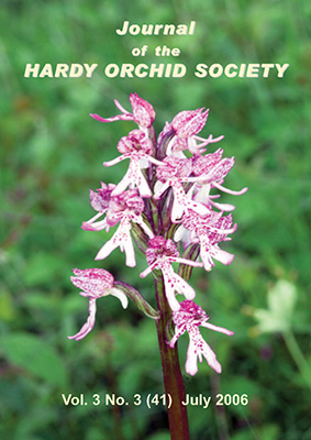 Hybrid between Orchis purpurea and O. simia