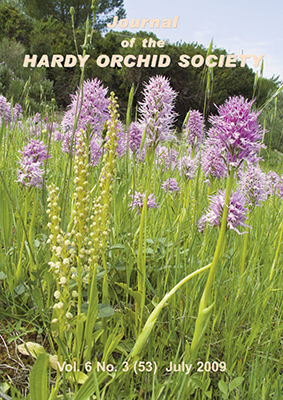 Orchis italica and Orchis anthrophora