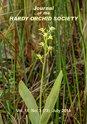 Fen Orchid (Liparis loeselii subsp. loeselii)