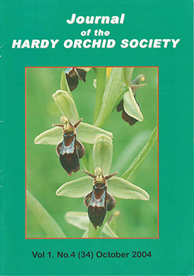 Ophrys ×pietzschii 