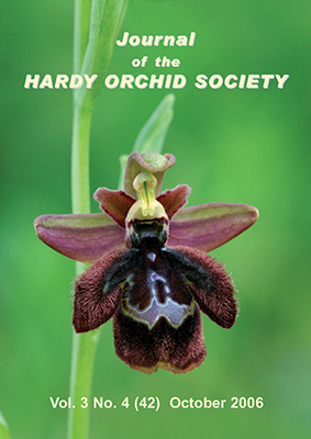 Hybrid between Ophrys argolica & Ophrys speculum