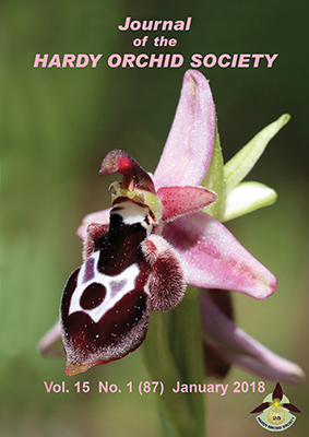 Ophrys reinholdii 