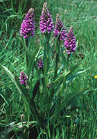 Hybrid Marsh-orchids