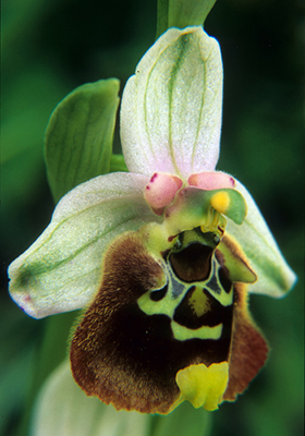Ophrys episcopalier