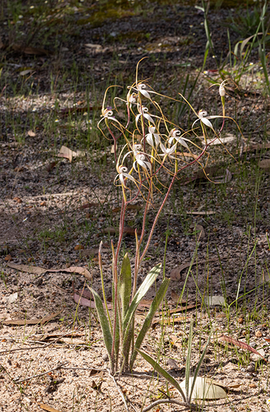 Caladenia longicauda subsp. redacta