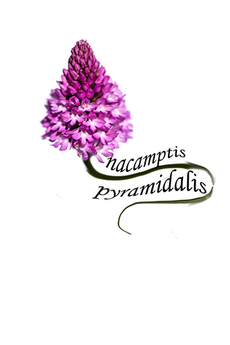 Anacamptis pyramidalis
