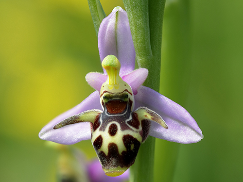 Ophrys scolopax ssp. cornuta