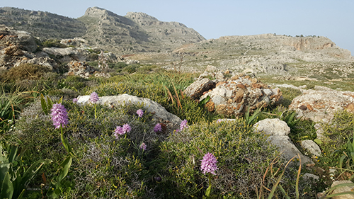 Rhodes habitat