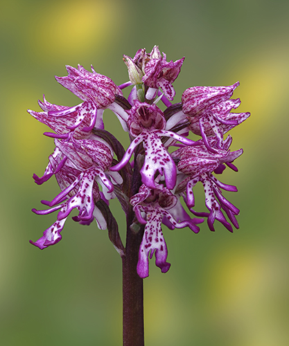 Orchis ×angusticruris