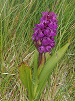 Dactylorhiza kerryensis ssp. occidentalis Irish Marsh-orchid