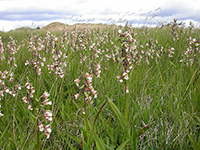 Marsh Helleborines