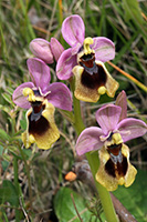Orchis tenthredinifera