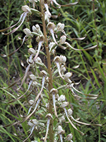 Himantoglossum hircium