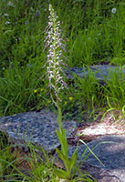 Himantoglossum hircinium