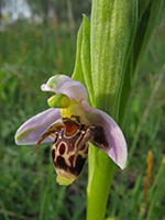 Ophrys cornuta