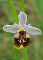 Ophrys minoa