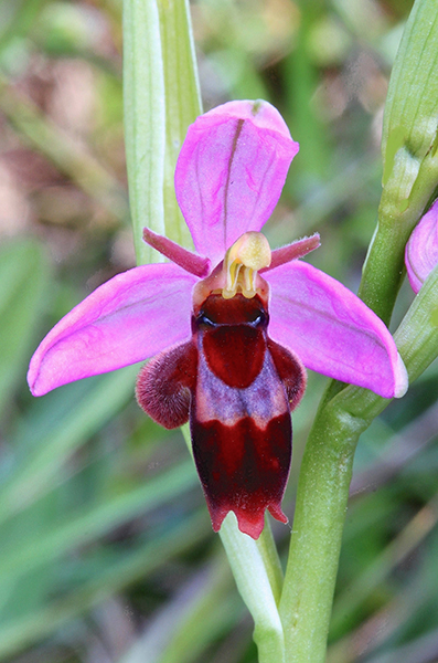Ophrys ×pietzschii