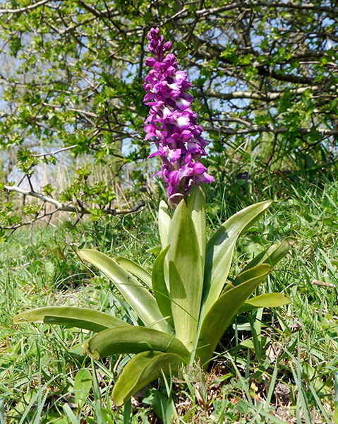 Orchid mascula