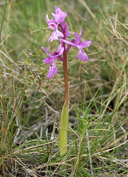 Orchis olbiensis