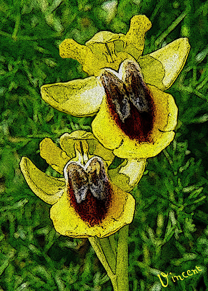 yellow bee orchid