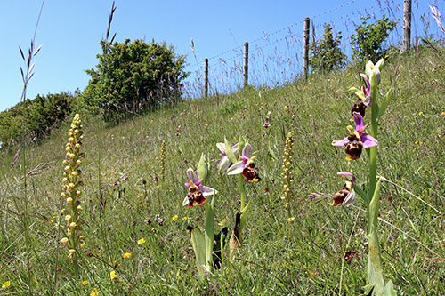 Orchis anthropophora & Ophrys fuciflora