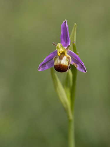 Ophrys apifera f. bicolor