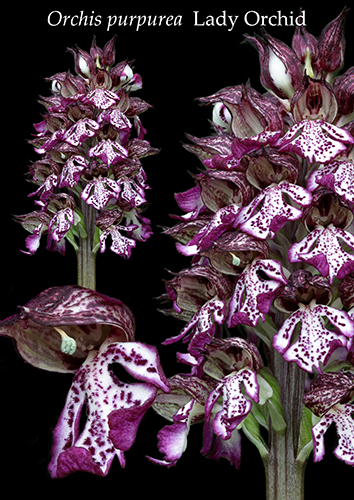 Orchis purpurea